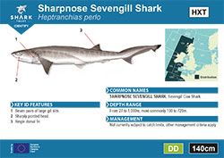 Sharpnose Sevengill Shark Pocket Guide (pdf)