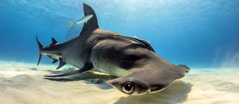 Hammerhead Shark © John Bantin