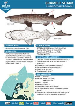 Bramble Shark ID Guide (pdf)