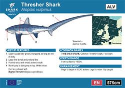Thresher Shark Pocket Guide (pdf)