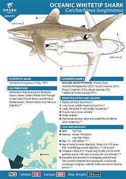 Oceanic Whitetip Shark ID Guide (pdf)