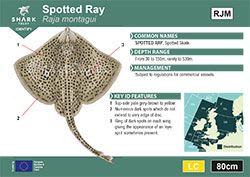 Spotted Ray Pocket Guide (pdf)