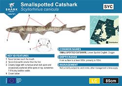 Smallspotted Catshark Pocket Guide (pdf)