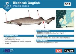 Birdbeak Dogfish Pocket Guide (pdf)