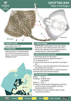 Spotted Ray ID Guide (pdf)