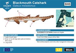 Blackmouth Catshark Pocket Guide (pdf)