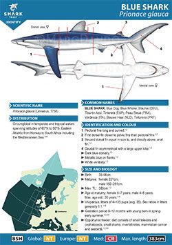 Blue Shark ID Guide (pdf)