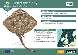 Thornback Ray Pocket Guide (pdf)