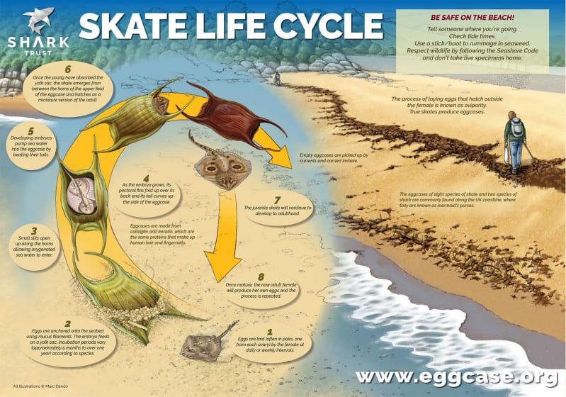 Great Eggcase Hunt Skate Lifecycle Poster (pdf)