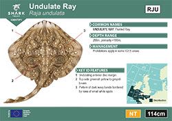Undulate Ray Pocket Guide (pdf)
