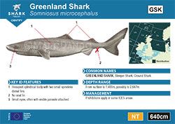Greenland Shark Pocket Guide (pdf)