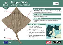 Flapper Skate Pocket Guide (pdf)