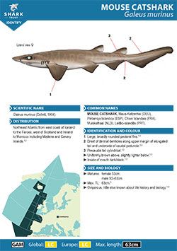Mouse Catshark ID Guide (pdf)