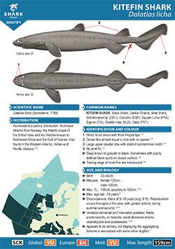 Kitefin Shark ID Guide (pdf)