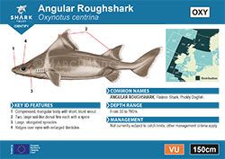 Angular Roughshark A6 Pocket Guide (pdf)