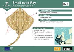 Small-eyed Ray Pocket Guide (pdf)