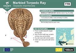 Marbled Torpedo Ray Pocket Guide (pdf)