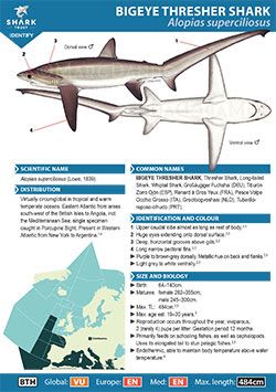 Bigeye Thresher Shark ID Guide (pdf)