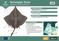Norwegian Skate ID Guide (pdf)
