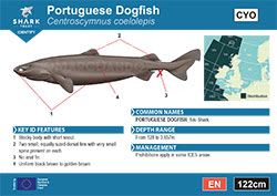 Portuguese Dogfish Pocket Guide (pdf)
