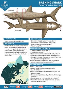 Basking Shark ID Guide (pdf)