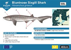 Bluntnose Sixgill Shark Pocket Guide (pdf)