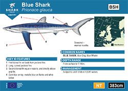 Blue Shark Pocket Guide (pdf)