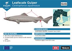 Leafscale Gulper Shark Pocket Guide (pdf)