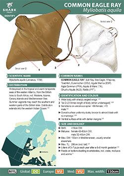 Common Eagle Ray ID Guide (pdf)