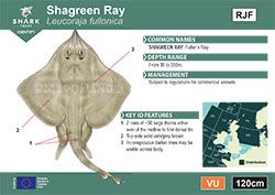 Shagreen Ray Pocket Guide (pdf)