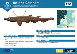 Iceland Catshark Pocket Guide (pdf)