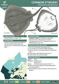 Common Stingray ID Guide (pdf)