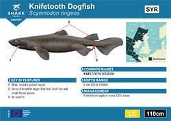 Knifetooth Dogfish Pocket Guide (pdf)