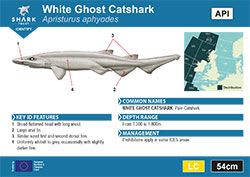 White Ghost Catshark Pocket Guide (pdf)