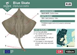 Blue Skate Pocket Guide (pdf)