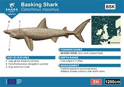 Basking Shark A6 Pocket Guide (pdf)