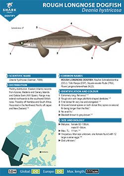 Rough Longnose Dogfish ID Guide (pdf)
