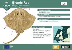 Blonde Ray Pocket Guide (pdf)