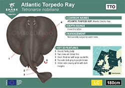 Atlantic Torpedo Ray Pocket Guide (pdf)