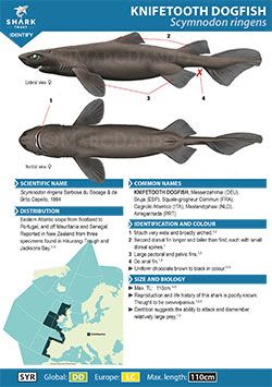 Knifetooth Dogfish ID Guide (pdf)
