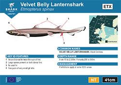 Velvet Belly Lanternshark Pocket Guide (pdf)
